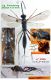 n° 5506 F (dorsal + Abdomen + Tergite 1 + Areolet + ovipositeur) - légendé - FORUM - Image.jpg