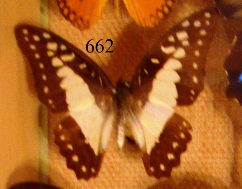 Scatola 7 - Es. n. 662_Papilio evemon_Nuova Guinea_femmina.jpg