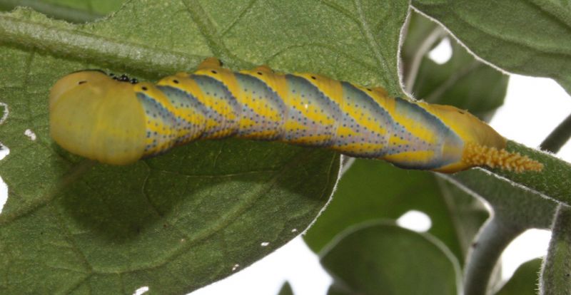 Acherontia atropos (sfinge testa di morto, stato larvale) (1).JPG