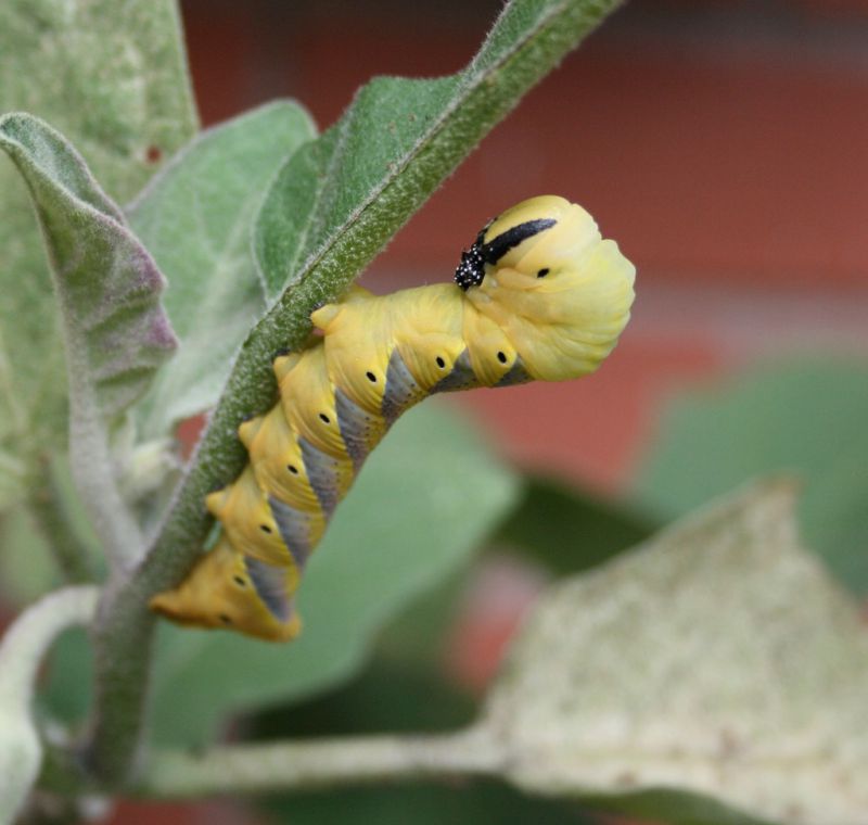 Acherontia atropos (sfinge testa di morto, stato larvale) (2).JPG