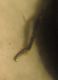 trachy 004 A.jpg
