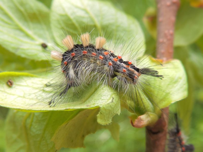 Orgya_antiqua_larva_adulto_foglie_albicocco.jpg