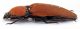 CombM2031_22zF6cr.jpg