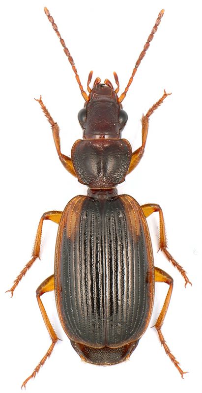 Cymindis.jpg