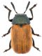 Labidostomis.jpg
