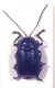 Bioblitz 2016 Chryso,3 mm.3.6.jpg