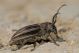 Pedestredorcadion holosericeum IMG_7150.jpg