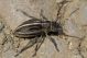Pedestredorcadion holosericeum IMG_7152.jpg