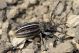 Pedestredorcadion holosericeum IMG_7162.jpg