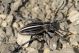 Pedestredorcadion holosericeum IMG_7163.jpg