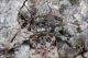 Leiopus_cf_nebulosus_Boscotrecase_6646_1000.jpg
