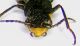 Cordylepherus viridis m a.jpg