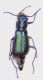 Cordylepherus viridis f.jpg