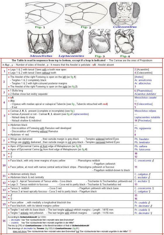 ACAENITINAE - Clé rectifiée + Images - Image  XXXXX.jpg