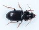 lagoLiscia280516 076mod.jpg