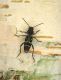 Xylotrechus_capricornus.JPG