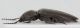 Elateridae-Accesa-2-lat.jpg