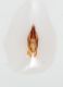 Elateridae-Accesa-6-edeago.JPG