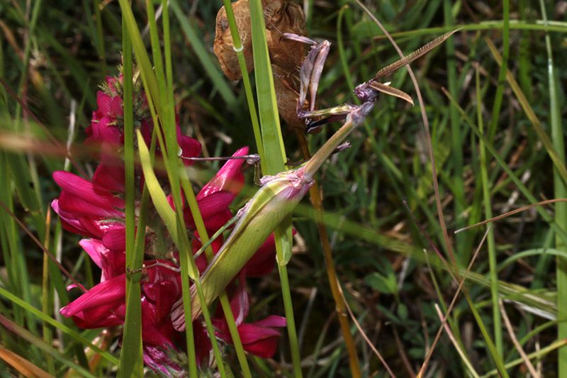 Mantis_sp_s_6802.jpg