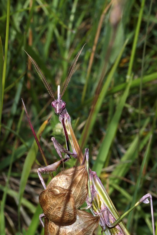 Mantis_sp_s_6806.jpg