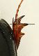 Biralus satellitius (Herbst, 1789) - Aphodiidae IMG_8257 9mm forum.jpg