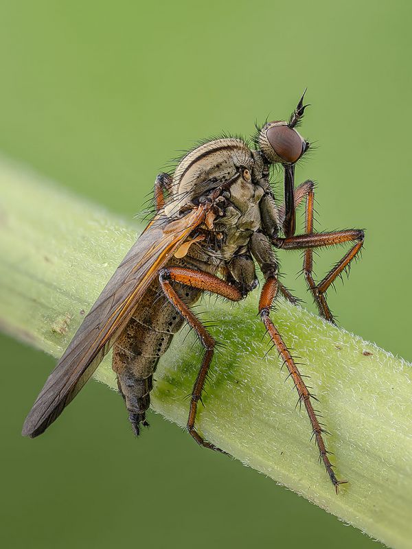 empis.jpg