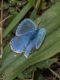 Polyommatus_sp_s_6699.jpg