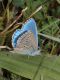 Polyommatus_sp_s_6703.jpg