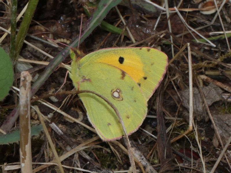 Colias_crocea_s_6707.jpg