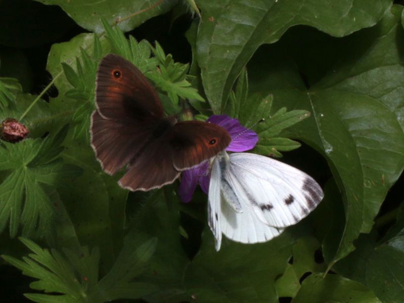 Maniola_jurtina-Pieris_rapae_s_6740.jpg