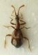 Dicentrius sp. - Αντίγραφο (726x1024) - Αντίγραφο.jpg
