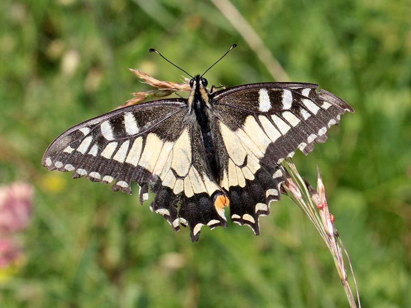 Papilio_machaon_s_7049.jpg