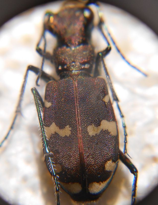 Cicindela silvicola.jpg