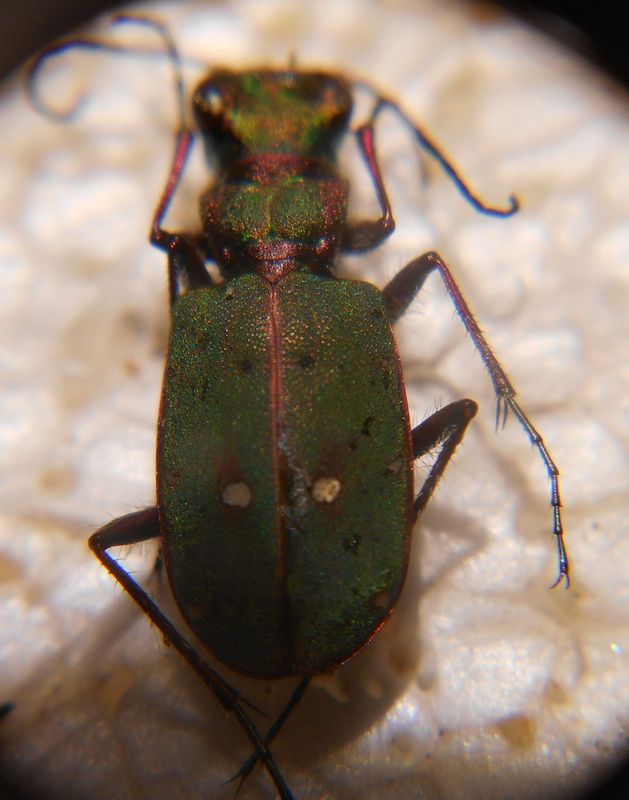 Cicindela campestris.jpg