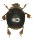 Eretmotus tangerianus.jpg