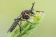 Dioctria_rufipes_2.jpg