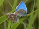 Polyommatus_s_7222.jpg