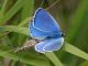 Polyommatus_sp_s_7220.jpg