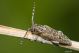 Pilemia tigrina IMG_7303.jpg