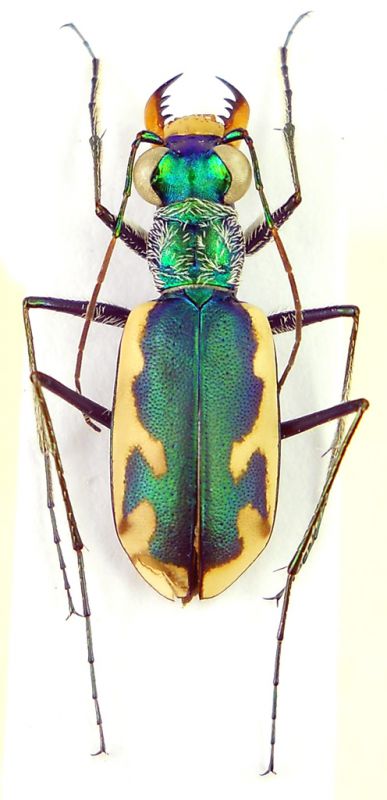 Habroscelimorpha fulgoris erronea.jpg