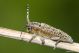 Pilemia tigrina IMG_7304.jpg
