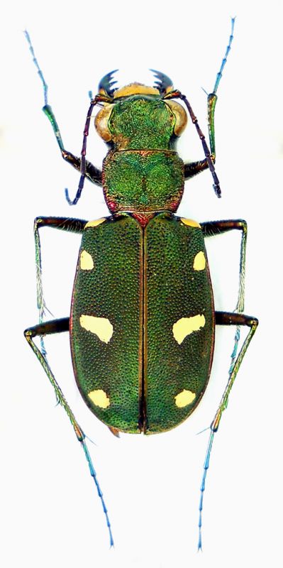 Cicindela asiatica sumbarica.jpg