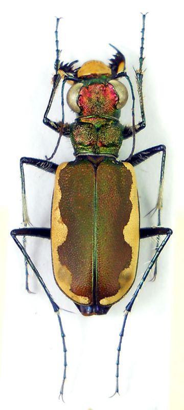 Cicindela lacteola Pallas, 1776.jpg