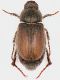 Scarabaeidae-sp.jpg