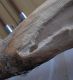 arce 003.JPG