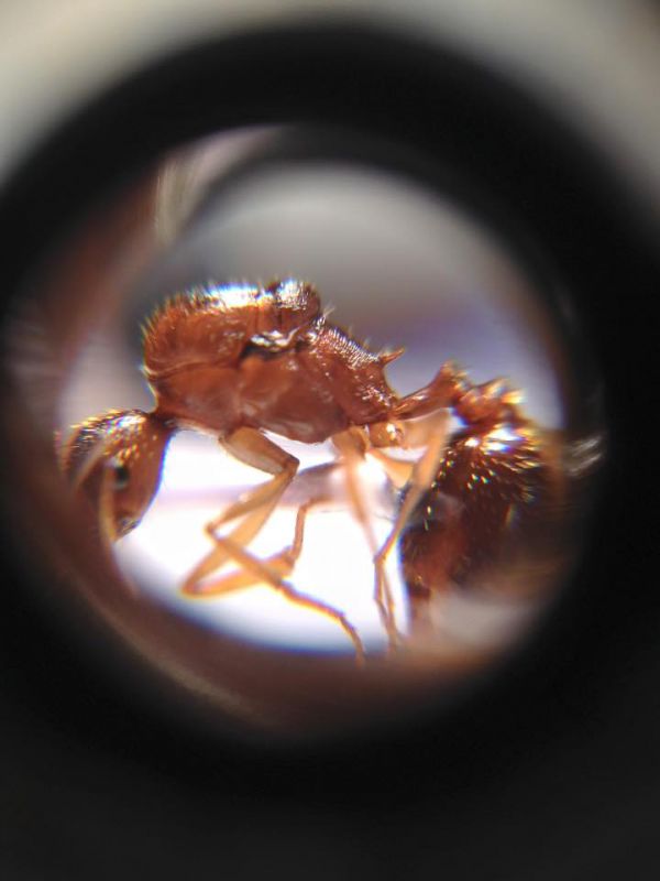 A. ovaticeps gyne.jpg