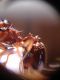 A. ovaticeps gyne 2.jpg