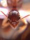 A. ovaticeps gyne 4.jpg