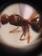 A. ovaticeps gyne 5.jpg