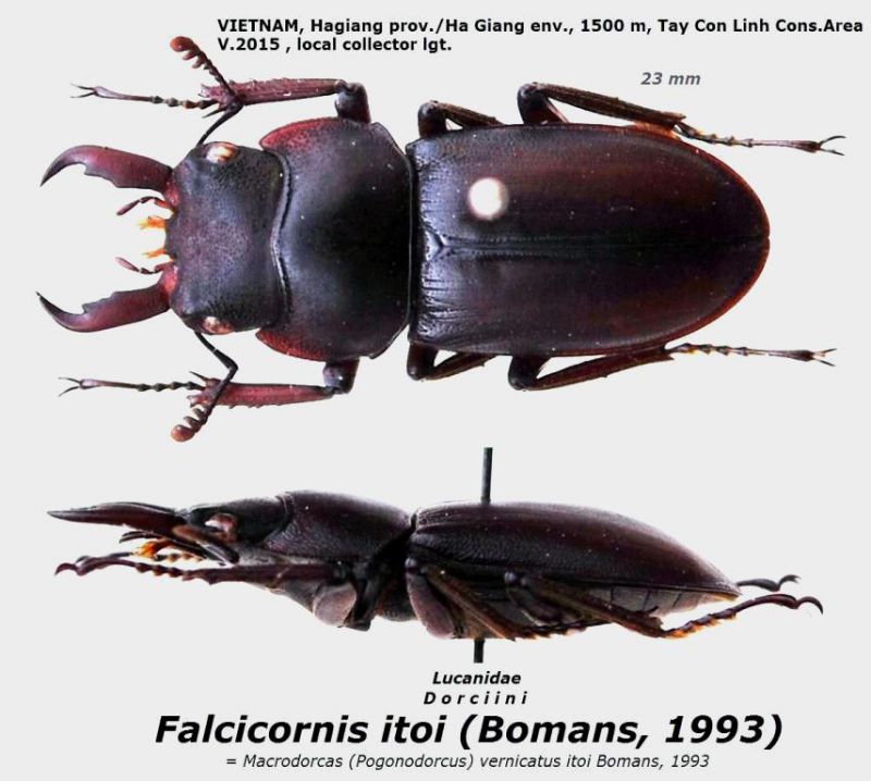 Falcicornis itoi (Bomans, 1993).JPG